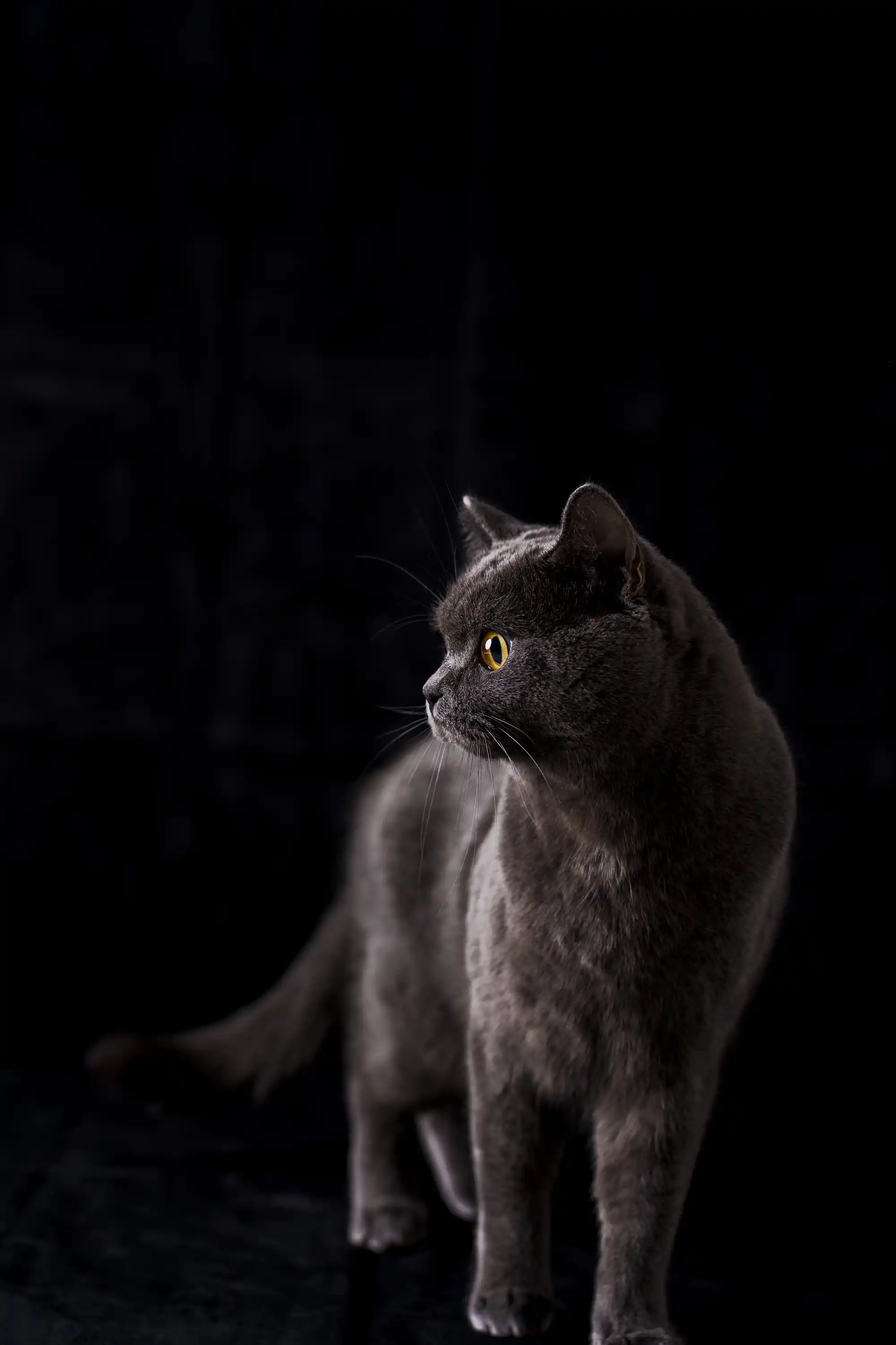ブリティッシュショートヘア スタジオ撮影 ペット撮影 ペット写真 作例