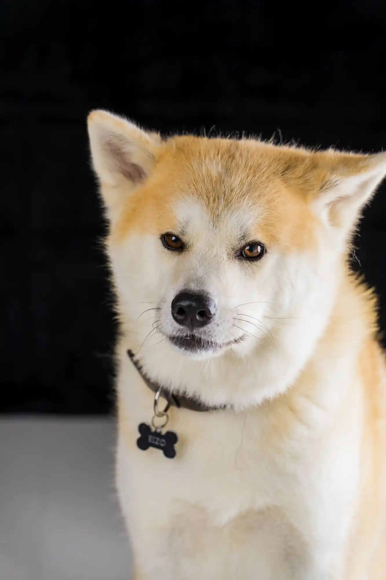 秋田犬 スタジオ撮影 ペット撮影 ペット写真 作例