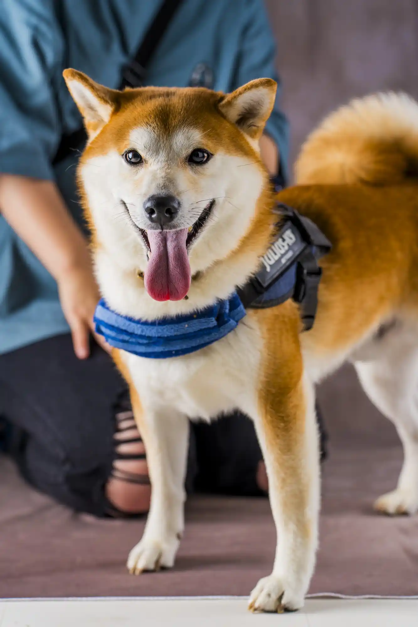 柴犬 スタジオ撮影 ペット撮影 ペット写真 作例