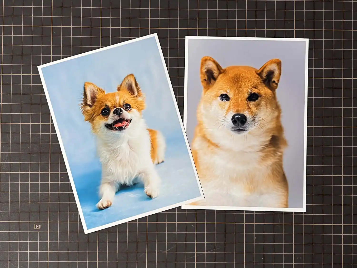 ペット写真プリントサービス