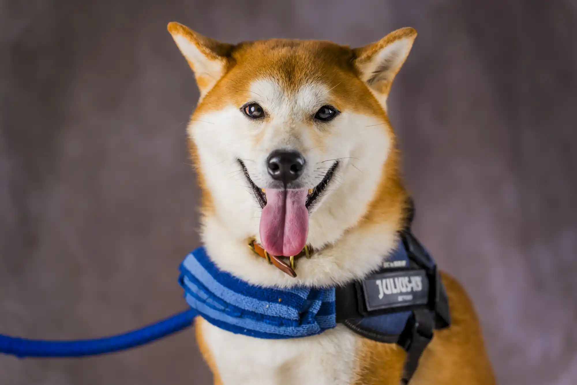柴犬 ペット写真撮影いただいた方の声