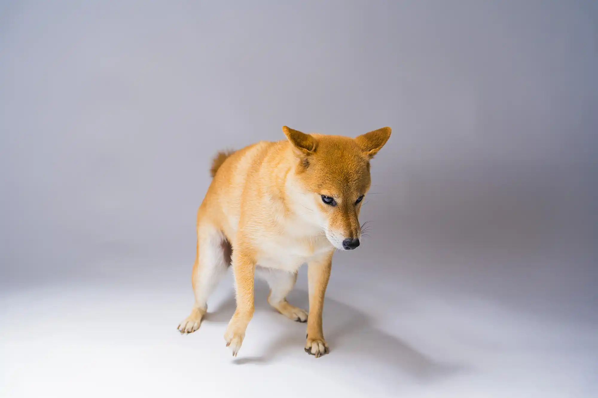 柴犬 ペット写真撮影いただいた方の声