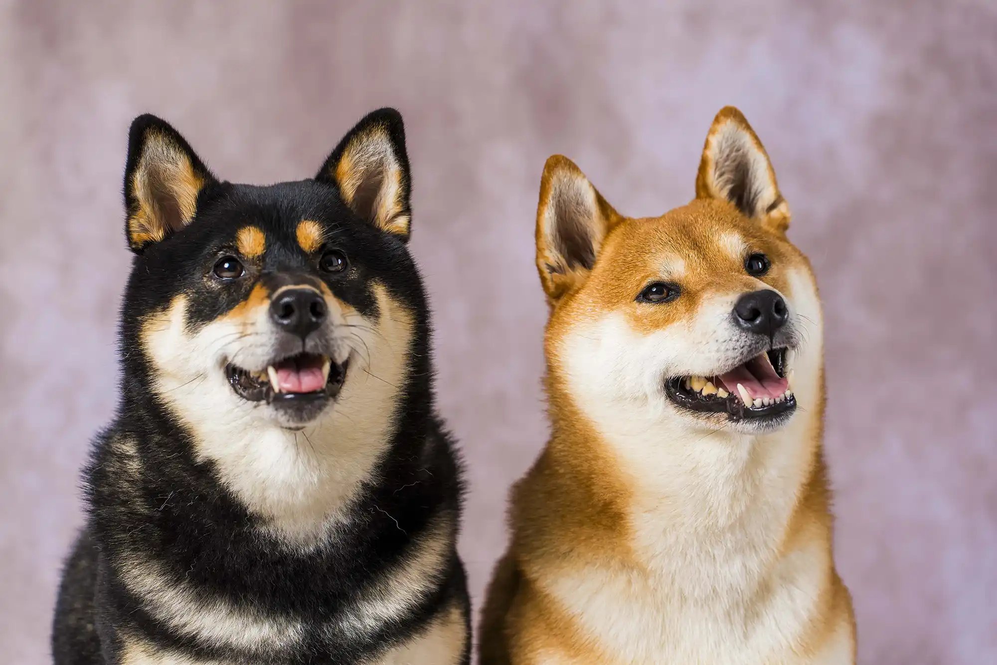 柴犬 ペット写真撮影いただいた方の声